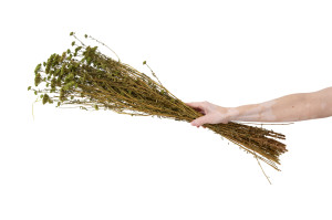 preserved-achillea-sylvestre-8.