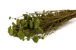 preserved-achillea-sylvestre-8.