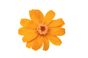 preserved-zinnia-30.