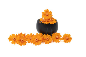 zinnia-stabilise-30.