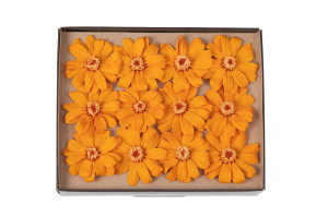 stabilisierte-zinnia-30.