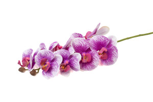 orchidee-artificielle-42.