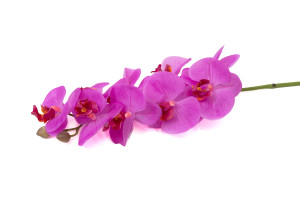 kuenstliche-orchidee-42.