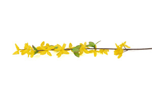 forsythia-artificiel-42.