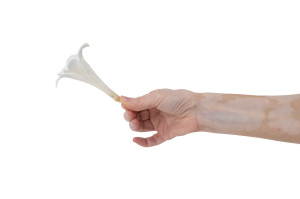 stabilisiertes-lilium-30.