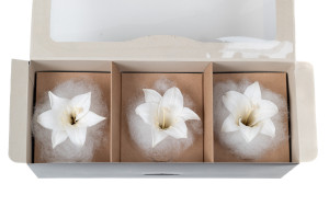 stabilisiertes-lilium-30.