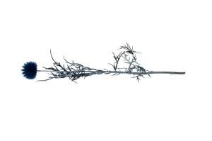 stabilisierte-distel-8.