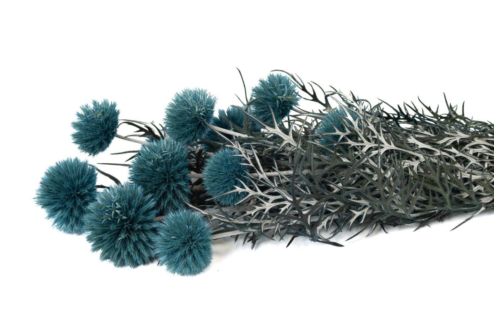 stabilisierte-distel-8