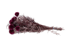 stabilisierte-distel-8.