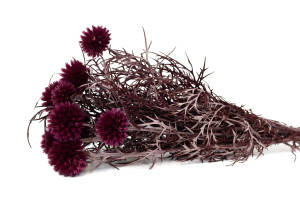 preserved-thistle-8.