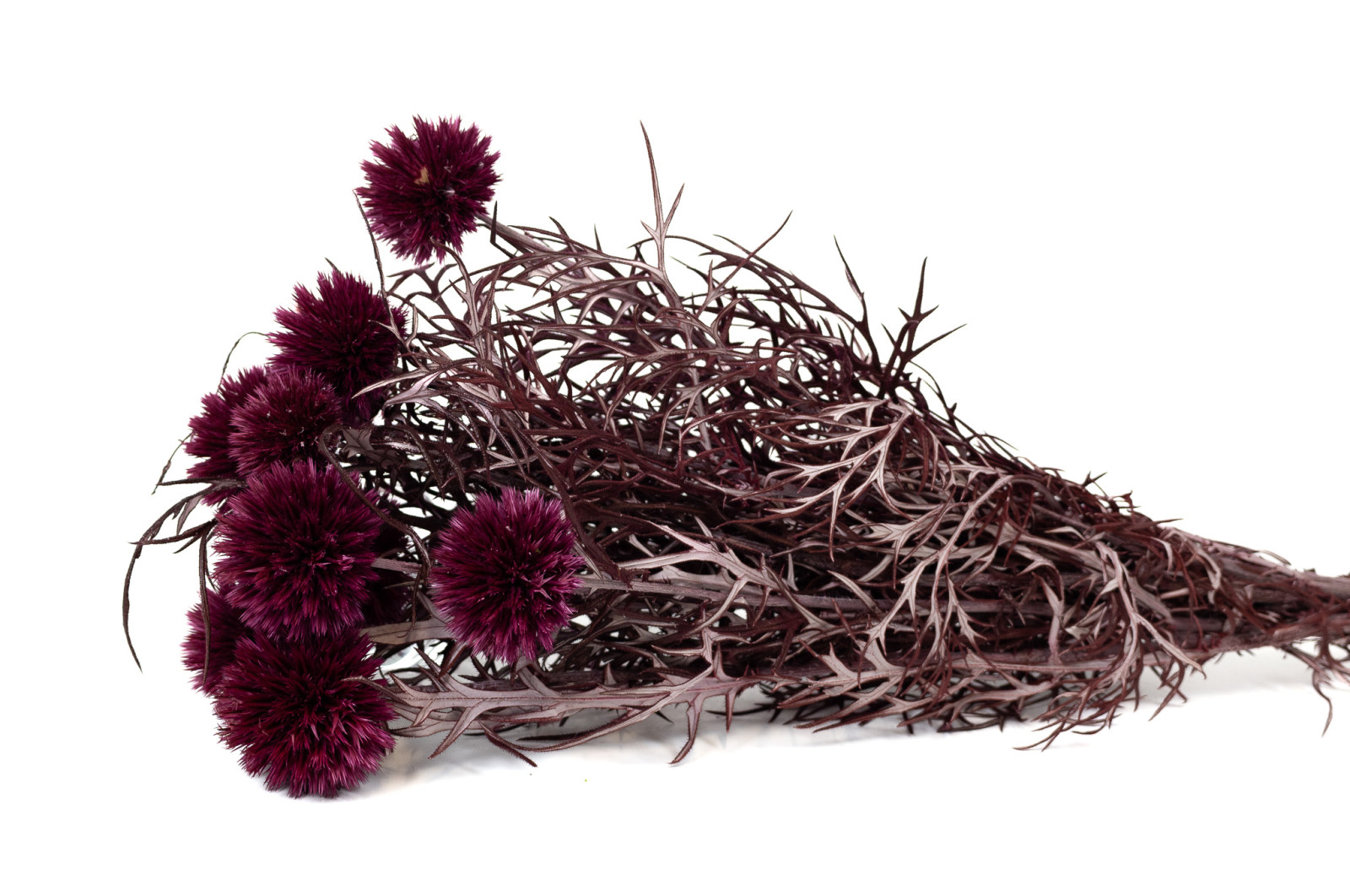 stabilisierte-distel-8