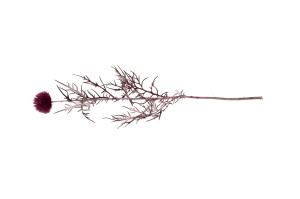 preserved-thistle-8.