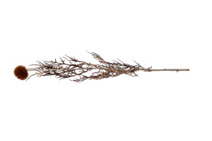 stabilisierte-distel-8.