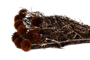 stabilisierte-distel-8.