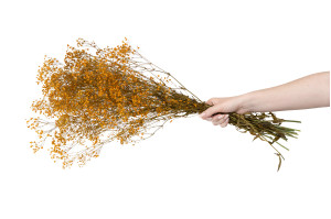 gypsophile-stabilise-8.