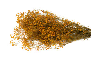 stabilisiertes-gipskraut-8.