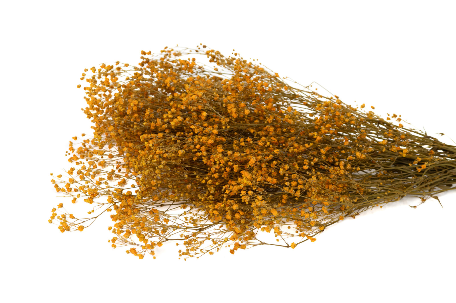 preserved-gypsophila-8
