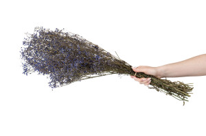 preserved-gypsophila-8.