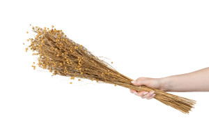 dried-flax-8.
