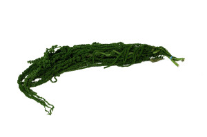 preserved-amaranthus-8.