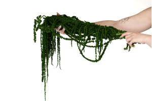 preserved-amaranthus-8.