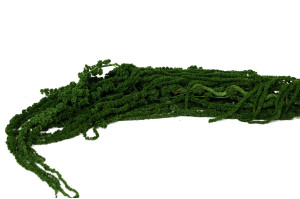 stabilisierter-amarant-8.