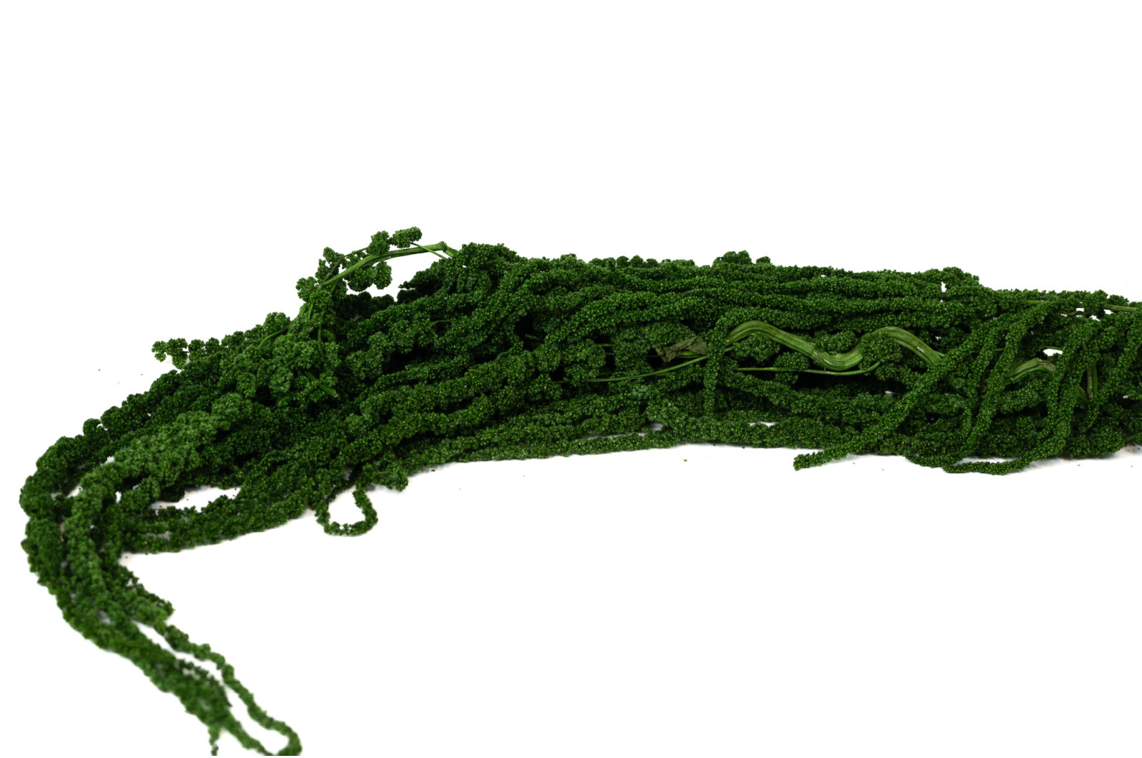 stabilisierter-amarant-8