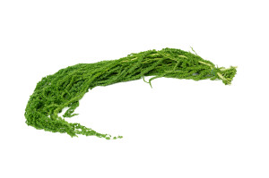 preserved-amaranthus-8.