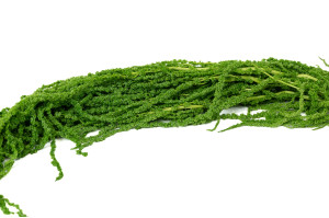 stabilisierter-amarant-8.