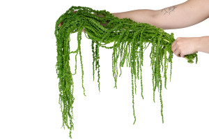 preserved-amaranthus-8.