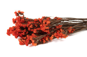 statice-stabilisee-6.