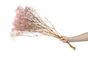 preserved-gypsophila-paniculata-6.