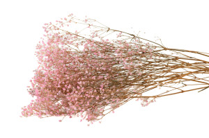 gypsophile-stabilise-6.