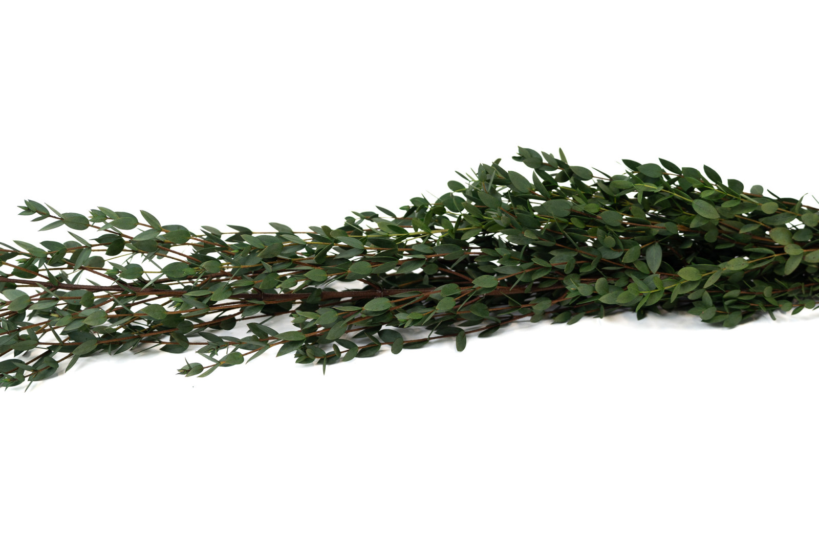 preserved-eucalyptus-parvifolia-6