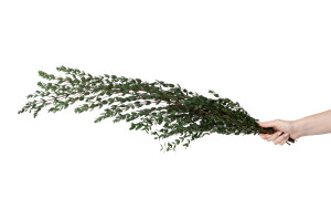 preserved-eucalyptus-parvifolia-6.