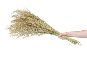 dried-wild-oat-8.