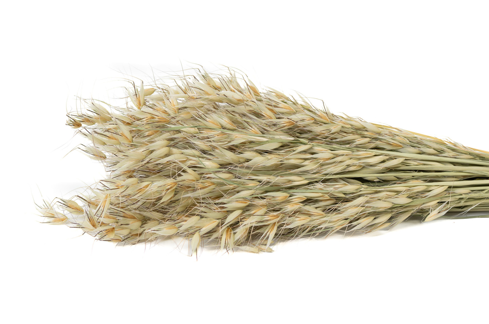 dried-wild-oat-8