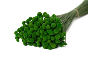 stabilisierte-botao-8.