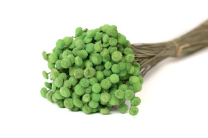 stabilisierte-botao-8.