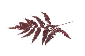 preserved-rumora-fern-8.