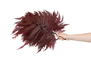 preserved-rumora-fern-8.