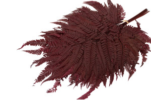 preserved-rumora-fern-8.