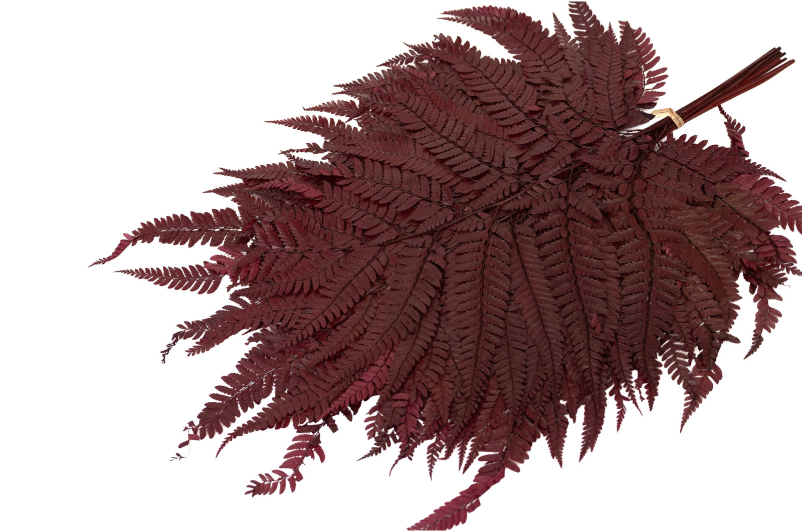 preserved-rumora-fern-8