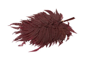 preserved-rumora-fern-8.