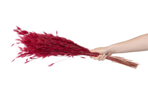 dried-plumeau-grass-8.