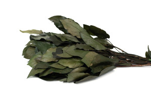 preserved-salal-8.