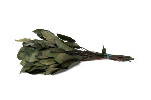 stabilisierter-salal-8.