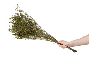 limonium-stabilise-8.