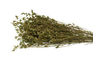 limonium-stabilise-8