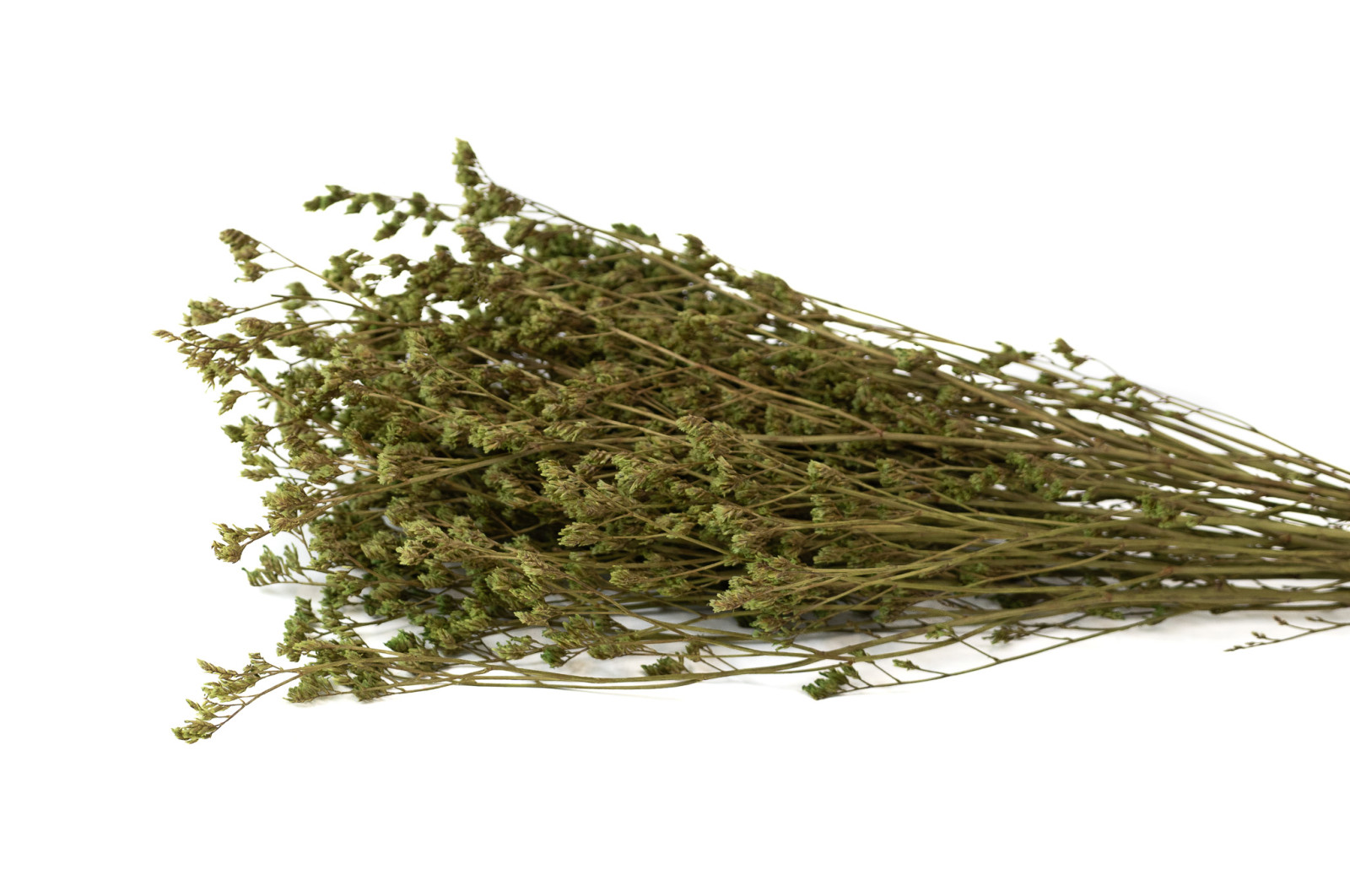 stabilisierter-limonium-8